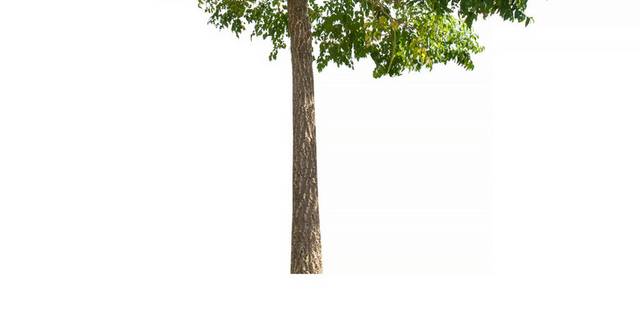 大树