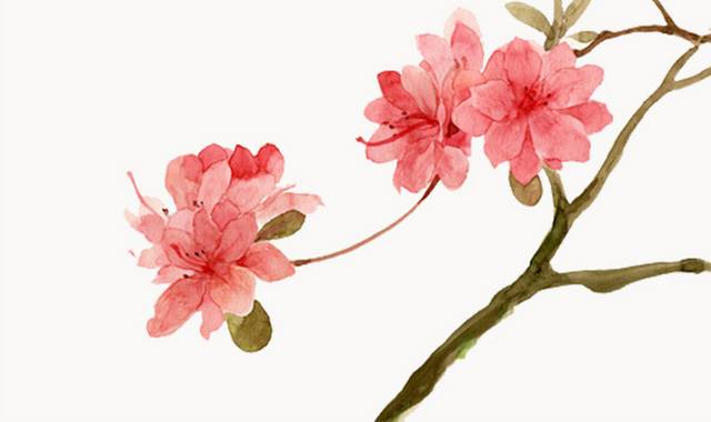 粉红色水彩花卉图片