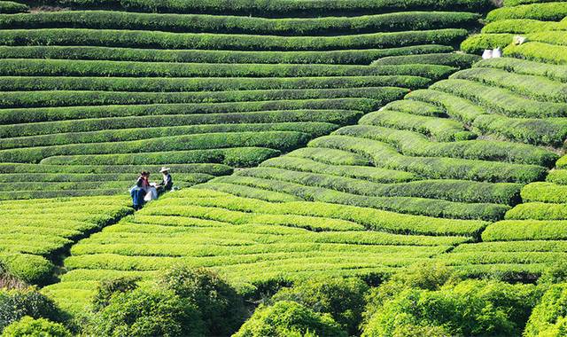 绿色茶地春茶图片