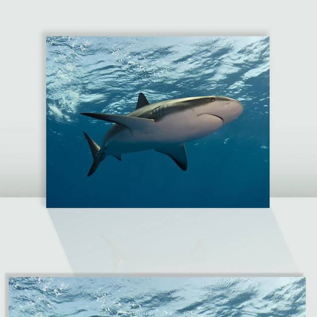 海鲜生物鲨鱼