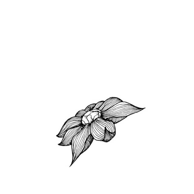 黑白花卉插画11