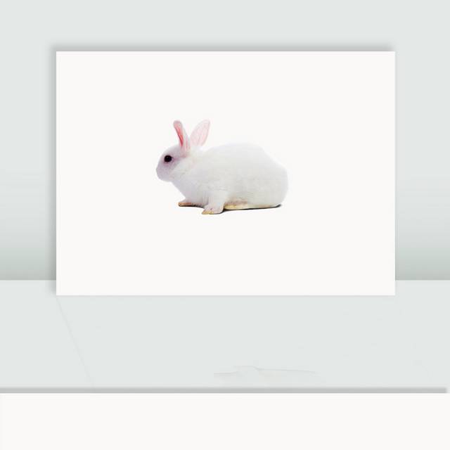 小白兔图片素材