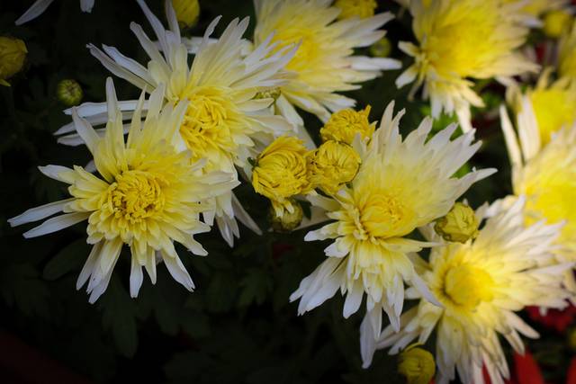 菊花