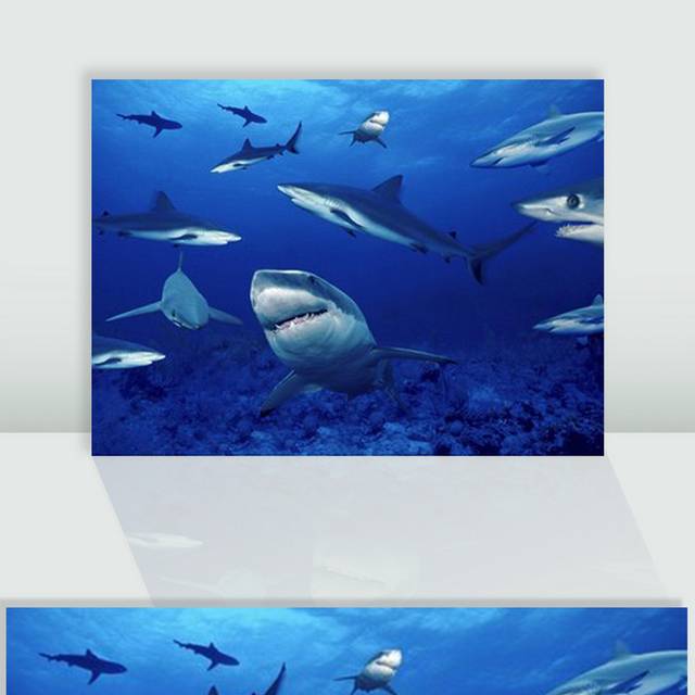 海中的鲨鱼图片