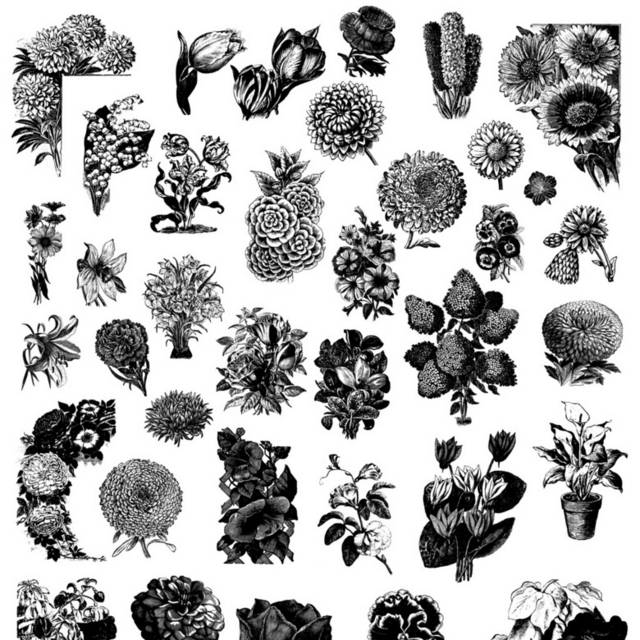黑白花卉插画