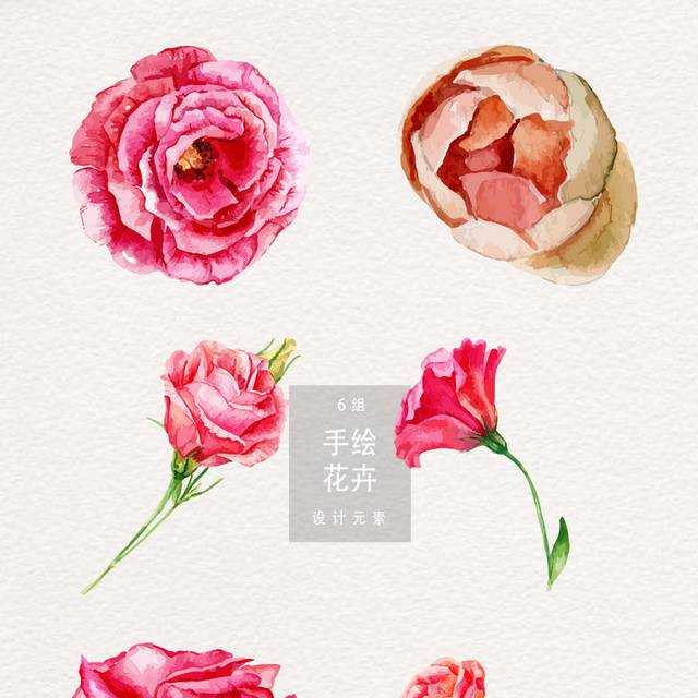 玫瑰