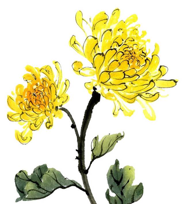 二朵黄色菊花