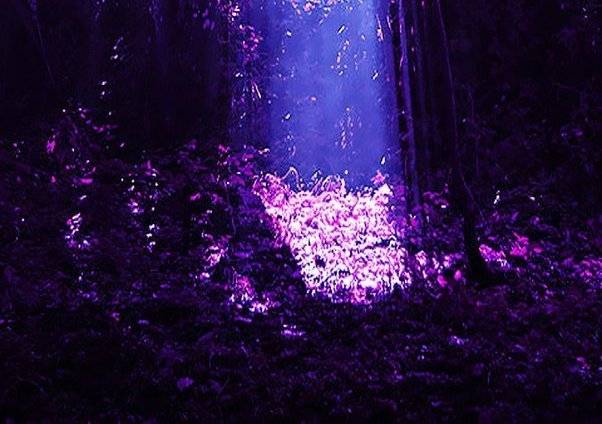 紫色树林