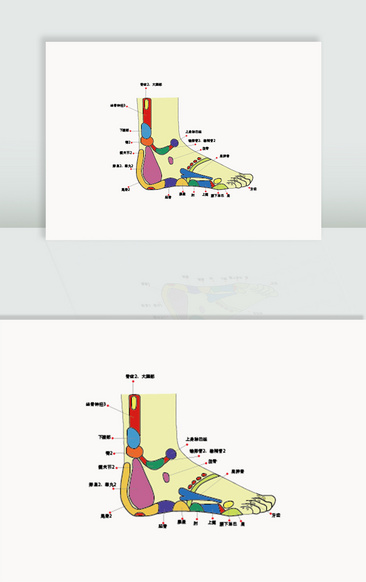 腳底足底穴位圖