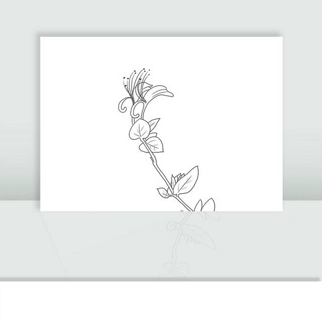 手绘线稿金银花