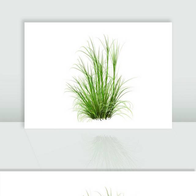 小草