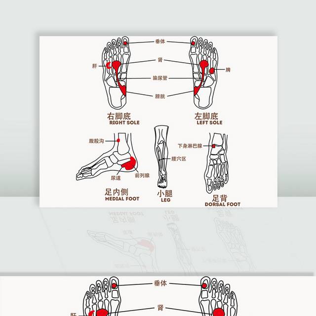 矢量足底穴位