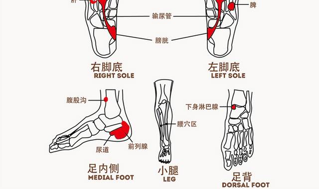 矢量足底穴位