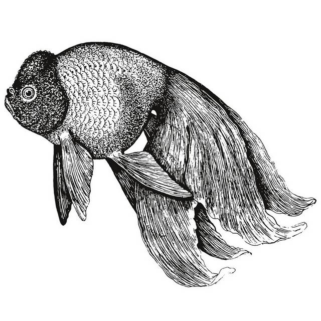 手绘海洋生物