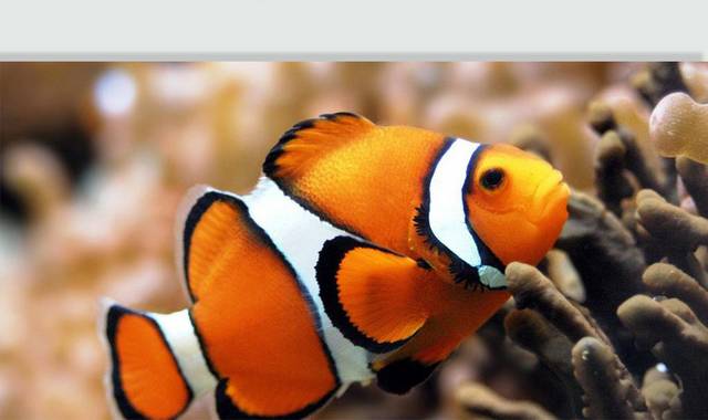 虎斑小丑鱼