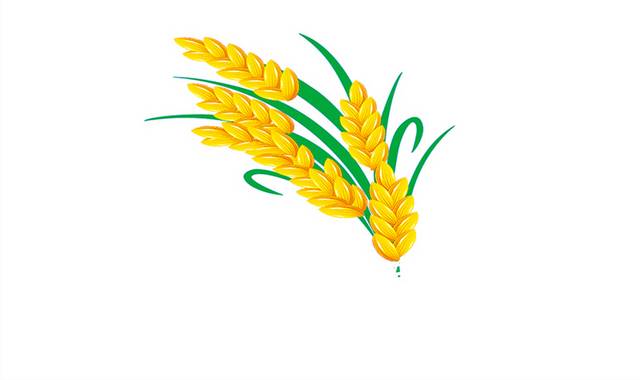 手绘农作物小麦麦穗