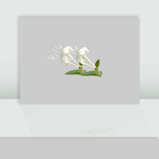 鲜花金银花图片