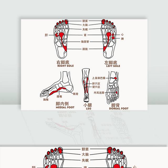 足底穴位经脉图