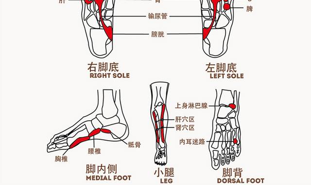 足底穴位经脉图