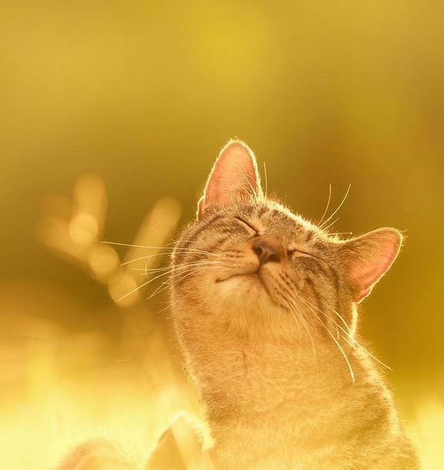 阳光下的猫咪