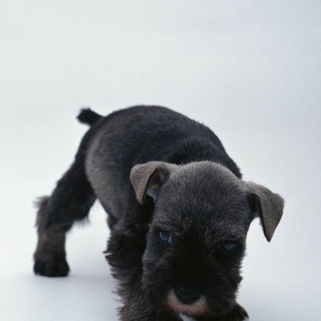 雪纳瑞犬