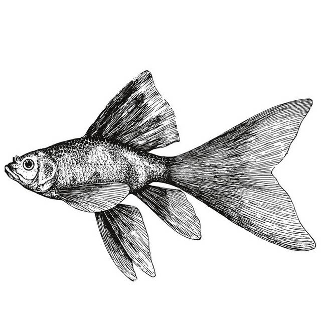 手绘海洋生物