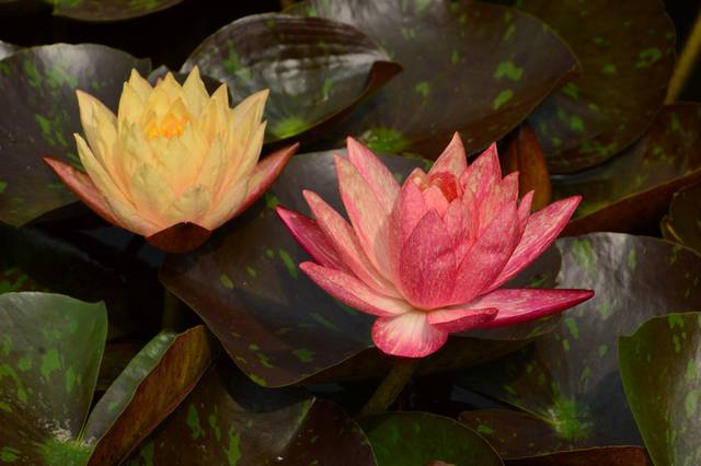 花卉
