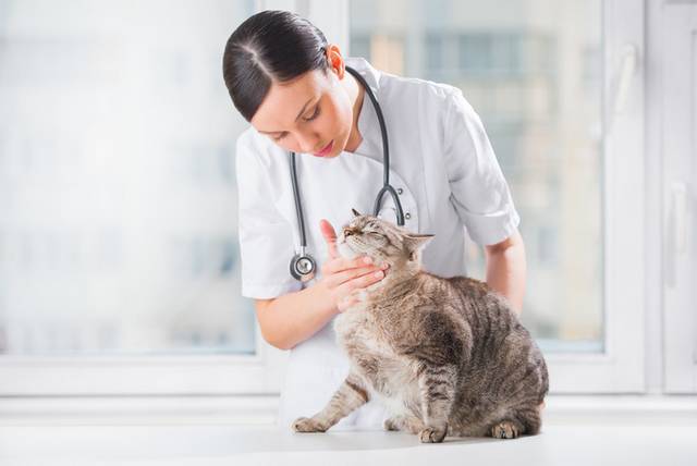 猫咪