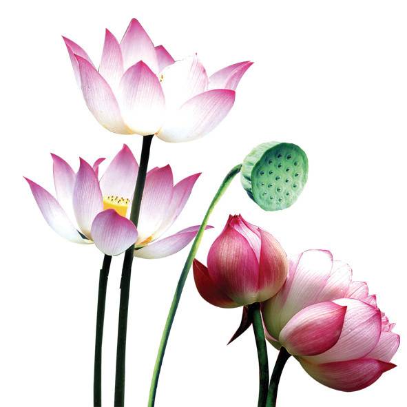 荷花