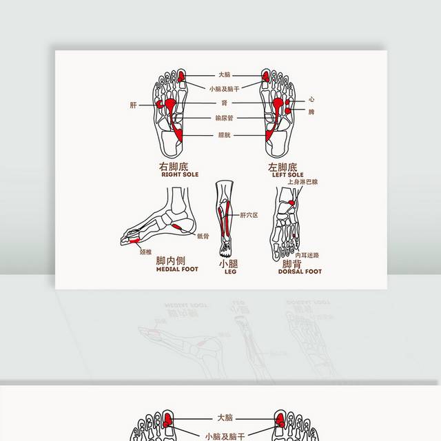 矢量穴位图