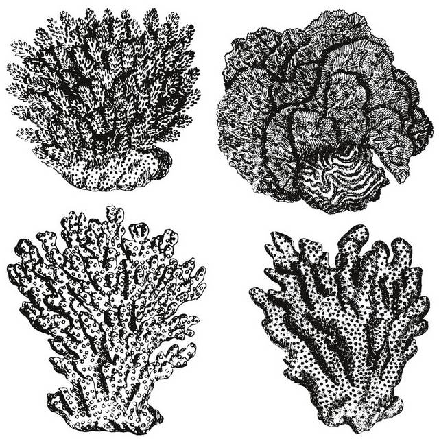 手绘海洋生物