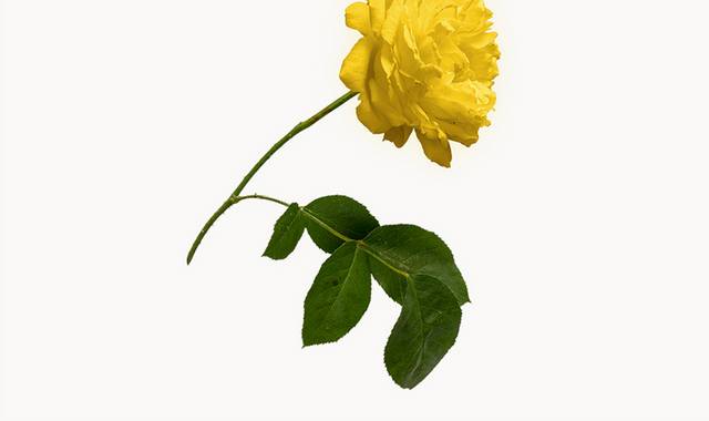 一枝黄色玫瑰花