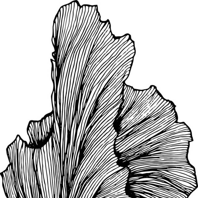 黑白植物插画14
