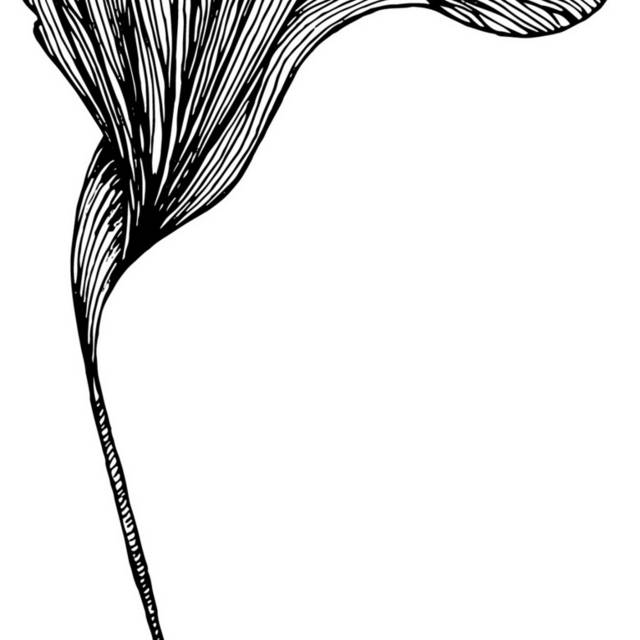 黑白植物插画14