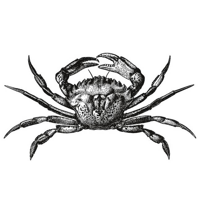 手绘海洋生物