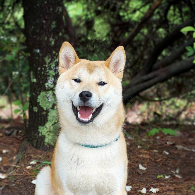 秋田犬