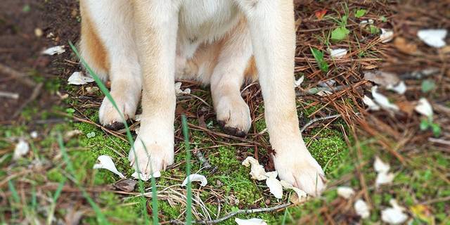 秋田犬