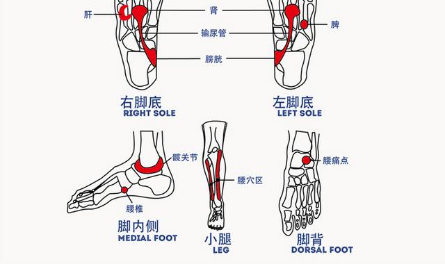 足部穴位图