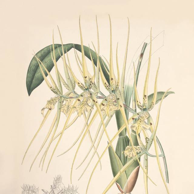 花卉