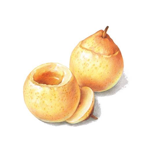 梨子素材