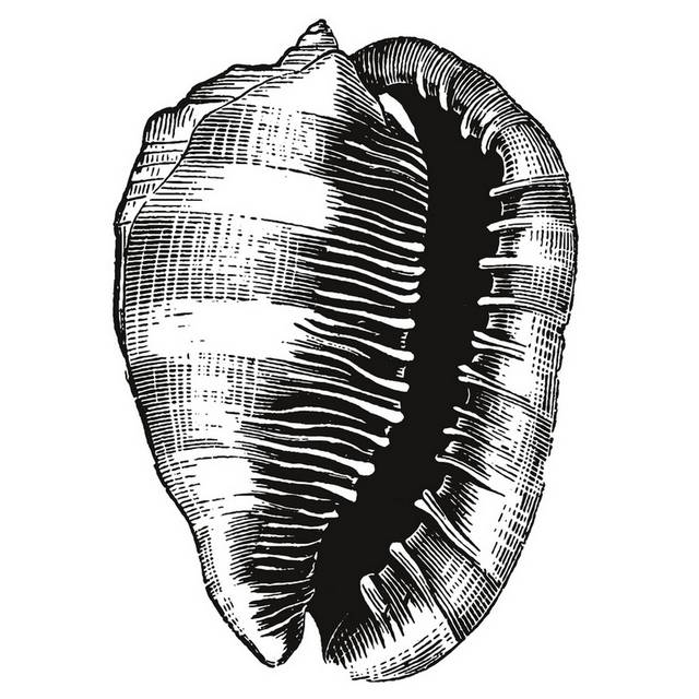 手绘海洋生物