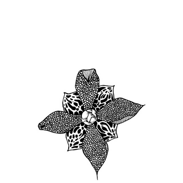 黑白花卉插画9