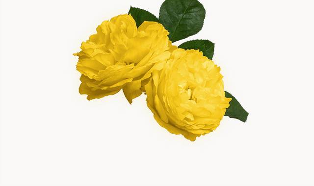 黄色玫瑰花素材