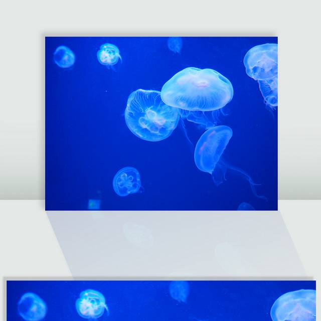 透明水母