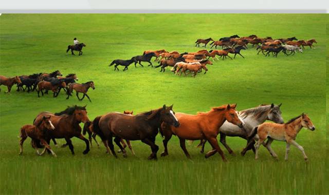 草地上奔跑的马群