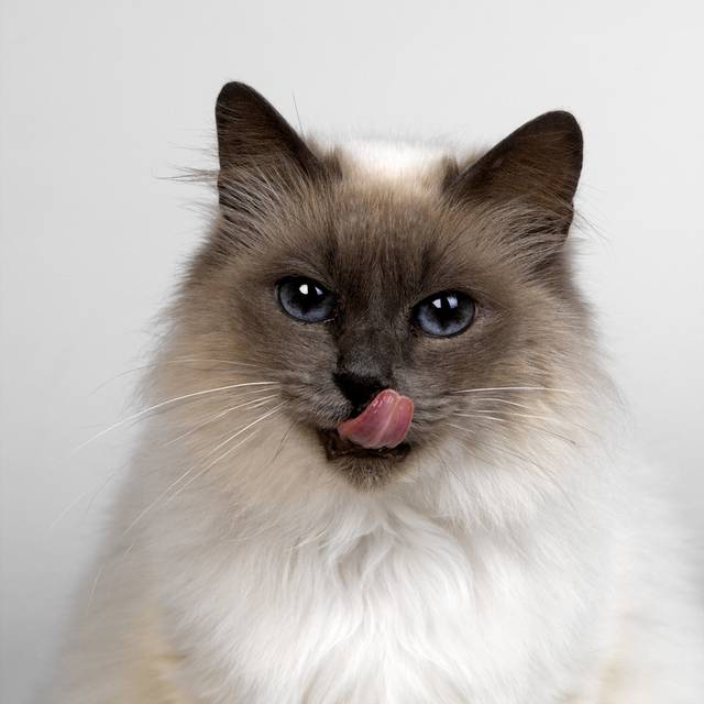猫咪