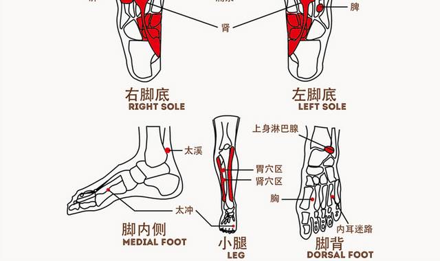 矢量足底穴位图