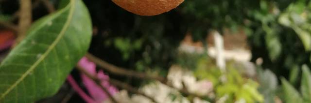 龙眼