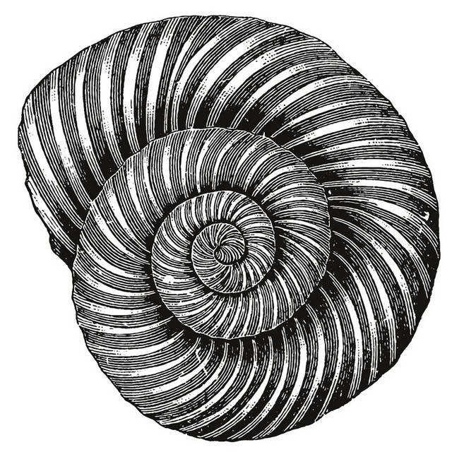 手绘海洋生物