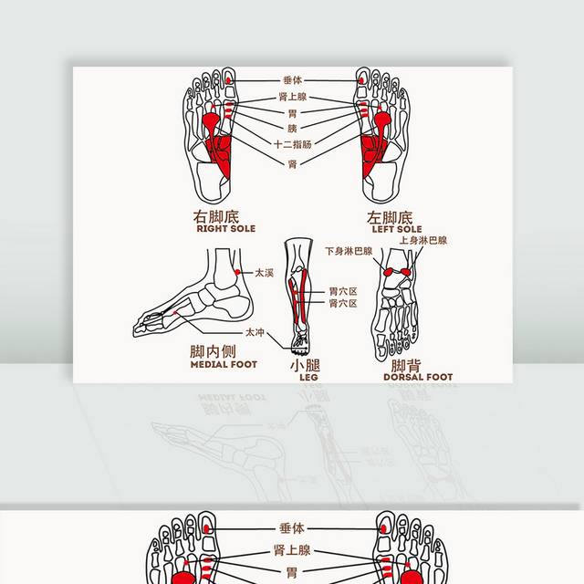 矢量足底经脉图